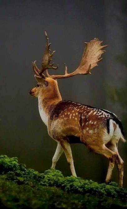 Too beautiful!! Fallow Deer, Earth Pictures, Deer Family, British Wildlife, Majestic Animals, Animal Photos, A Deer, Animal Planet, Animal Photo