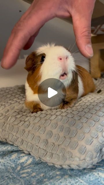 @phillyguineapig on Instagram: "Dandelion is chilling and having a lazy day. 😎
#lazy #selfcare #guineapig #guineapiglife #guineapiggiesofig #guineapig #guinea #guineapigoftheday #guineapiggy #petlovers" April 11, Lazy Day, Guinea Pigs, Dandelion, Animal Lover, So Cute, On Instagram, Instagram