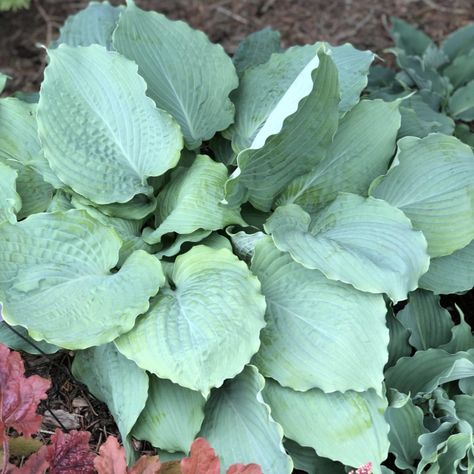 White Feather Hosta, Hosta Flower, Variegated Hosta, Coral Bells Heuchera, Diy Garden Fountains, Hosta Gardens, Shade Garden Plants, Hosta Plants, Garden Arbor