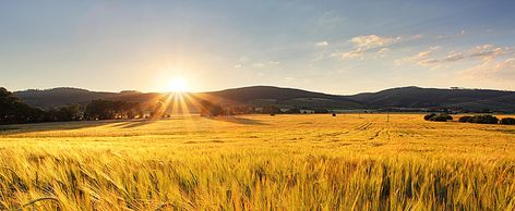 Golden Wheat Field, Field Background, Landscape Reference, Sikh Quotes, Field Wallpaper, Autumn Wallpaper, High Resolution Backgrounds, Golden Wheat, Wheat Field