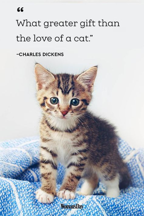 cat quotes - Charles Dickens Kitten Quotes, Cat Lover Quote, Cute Cat Quotes, Curiosity Killed The Cat, Cat Quotes, Kittens Funny, Funny Cat Memes, Charles Dickens, Cat Aesthetic