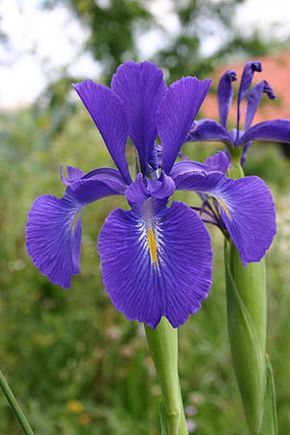 Lirio Azul. iris | Imágenes de Iris Louisiana Iris, Dutch Iris, Iris Tattoo, Purple Iris, Iris Flowers, Irises, Chrysanthemum, Anemone, Love Flowers