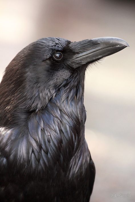 The Raven von J. L. Gould Crow Head Reference, Raven Photo, Crow Head, Raven Head, Regard Animal, Head Photo, Black Crows, Raven Bird, Black Birds