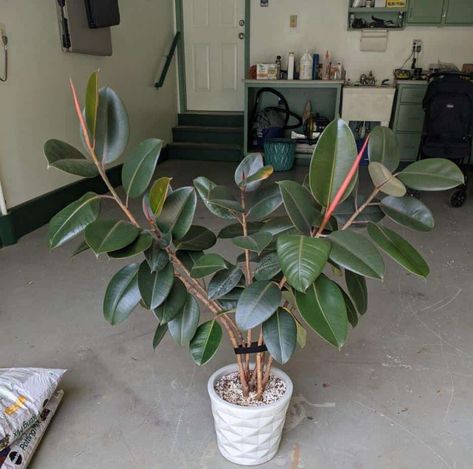 Rubber Leaf Plant, Rubber Plant Indoor, Burgundy Rubber Tree, Pot Leaves, Common House Plants, Rubber Tree Plant, Plant Care Houseplant, Green Ideas, Ficus Elastica