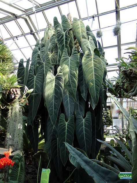 Philodendron melanochrysum - Araceae SC20110315 066 | Flickr Philodendron Melanochrysum, Plant Goals, Philodendron Plant, Plant Aesthetic, House Plants Decor, House Plants Indoor, Pretty Plants, Foliage Plants, Exotic Plants