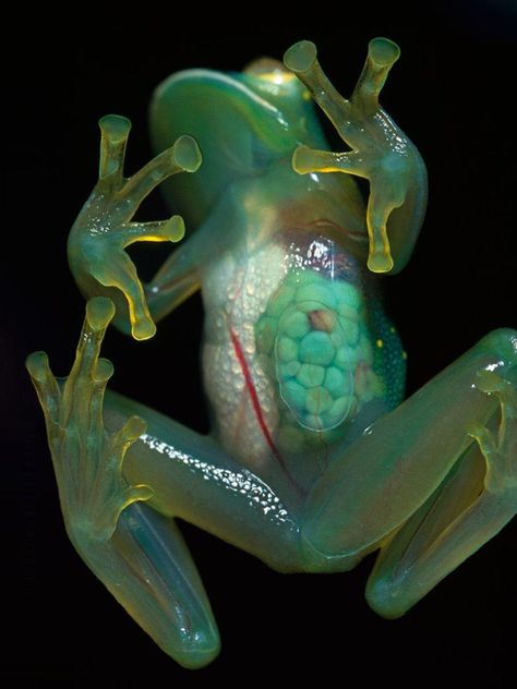 Transparent Frog, Invisible Creature, Frog Wallpaper, Glass Frog, Frog And Toad, Tree Frogs, Reptiles And Amphibians, Weird Animals, Animal Tattoos