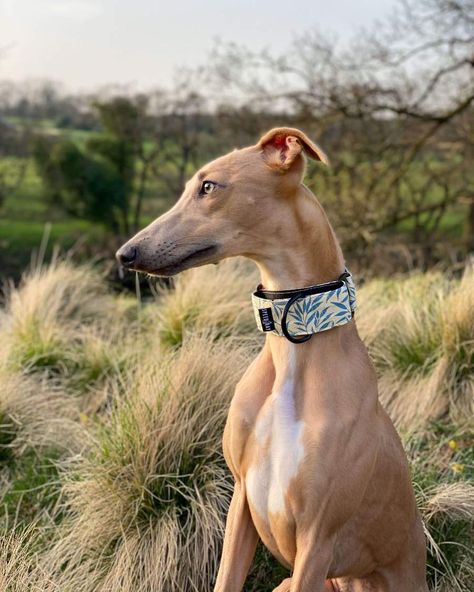 Dog Collar Diy Tutorials, Diy Leather Dog Collar, Dog Collar Pattern, Whippet Collar, Velvet Dog Collar, Greyhound Collar, Leather Dog Collar Custom, Breeds Of Dogs, All Breeds Of Dogs