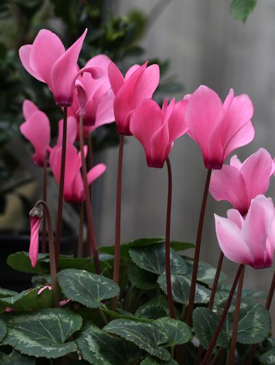 Rose-pink Cyclamen.  I don't know what it is, but I just love these Cyclamen Care, Cyclamen Persicum, Cyclamen Flower, National Flower, Flower Essences, Favorite Flower, Fragrant Flowers, Pine Trees, Beautiful Blooms