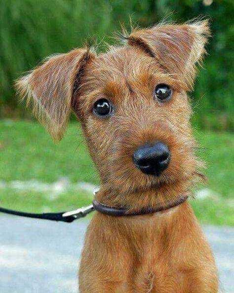 Irish Terrier Puppies, Welsh Terrier, Irish Terrier, Fox Terriers, Terrier Puppies, Terrier Puppy, Terrier Dogs, Pitbull Terrier, Dog Names