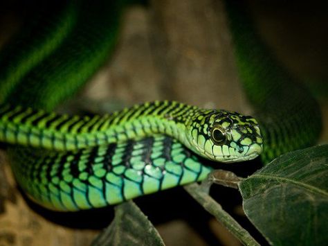 Poisonous snakes, spiders and creatures await tourists on vacation in the Seychelles. Vacations to the seychelles can be dangerous with man eating sharks, jelly fish and bugs. Colorful Snakes, Scary Facts, Snake Venom, Dangerous Animals, Animal Facts, Reptiles And Amphibians, Black Mamba, Animals Of The World, Amphibians