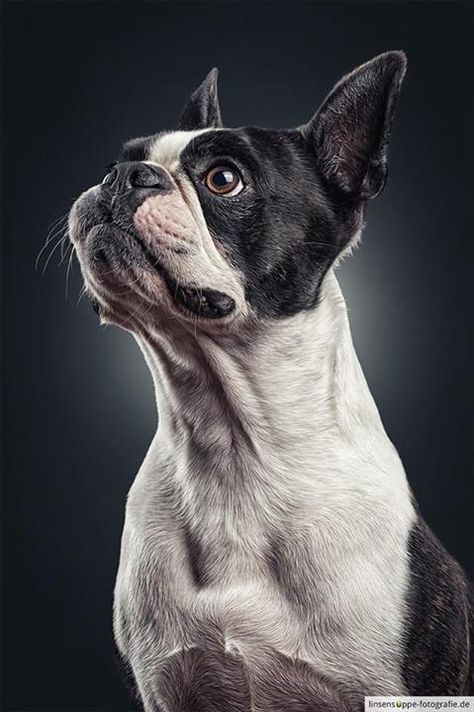 Dog Portraits by Daniel Sadlowski // Part 2 by Daniel Sadlowski, via Behance Dog Portrait Photography, Regard Animal, Boston Terrier Love, 강아지 그림, Dog Projects, Boston Terrier Dog, Sweet Dogs, Dog Face, Dog Paintings