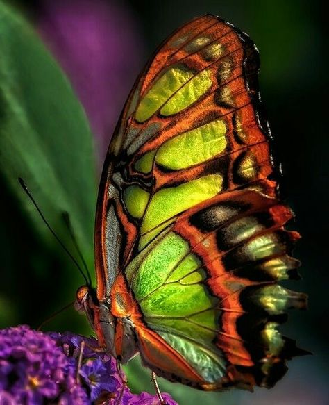 Mariposa On The Wings Of Love, Butterflies Flying, Beautiful Bugs, Colorful Butterfly, Butterfly Kisses, Colorful Butterflies, Beautiful Butterflies, Amazing Nature, Beautiful Creatures