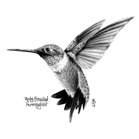 Hummingbird Tattoo Black, White Bird Tattoos, Hummingbird Drawing, Vogel Tattoo, Black And White Birds, Bird Drawing, Hummingbird Art, Hummingbird Tattoo, Bird Tattoo