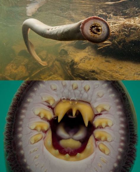 Sea Lamprey, Bizarre Animals, Stone Fish, River Monsters, Scary Animals, Salt Water Fish, Deep Sea Creatures, Underwater Creatures, Underwater Life