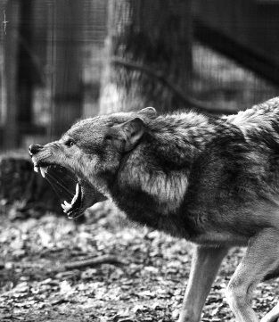 Lup Singuratic, Wild Wolf, Regard Animal, Wolf Pictures, Angry Wolf, Wolf Photos, Animal Anatomy, Wolf Love, Spirit Guide