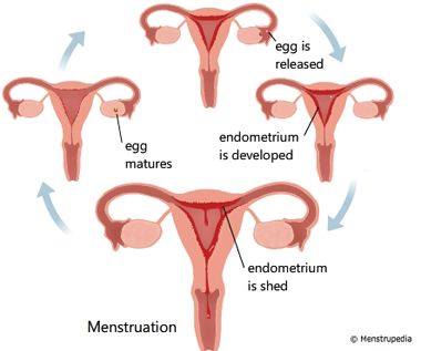 Menstruation comes in four phases: proliferative phase, secretory phase, premenstrual phase, and menstrual phase. The proliferative phase is where the endometrium grows thicker to about 2-3mm and estrogen promotes regrowth of blood vessels to it. The second phase is day 15 to 26 where the endometrium is 5 to 6 mm thick, good for embryonic growth. Next phase we see the endometrium deterioration. The last phase will be the of expelling the accumulated fluid. Egg Cell, Essential Oil Menstrual Cramps, Healthy Period, Health And Physical Education, Female Fertility, Medical Consultation, Female Reproductive System, Menstrual Health, Menstrual Cramps