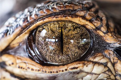 Gatorland Orlando, Random Trivia, Reptile Eye, Lizard Eye, Eye Close Up, Monster Eyes, Crocodiles, Reptiles And Amphibians, Animal Planet