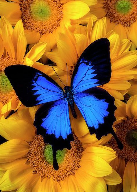 Photo Papillon, Art Papillon, Blue Butterfly Wallpaper, Beautiful Butterfly Pictures, Beautiful Butterfly Photography, Butterfly Wallpaper Backgrounds, Diamond Picture, Sunflower Pictures, Beautiful Butterflies Art