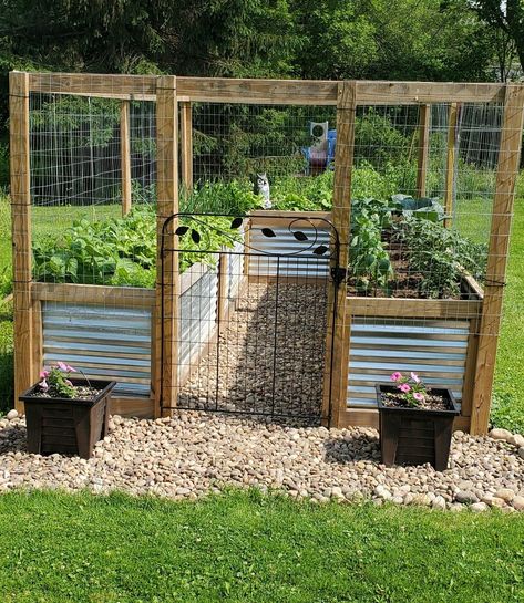 Fenced Off Vegetable Garden, Diy Raised Garden Bed With Fence, Garden Diy Fence, Fencing For Garden Beds, Fenced Vegetable Garden Diy, Backyard Fenced Garden, Corrugated Raised Garden Beds, Garden Next To Shed, Closed In Garden