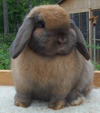 fat bunny | fat bunny Fat Bunny, Mini Lop Bunnies, Rabbit Information, Show Rabbits, Fat Animals, Giant Rabbit, Cute Bunnies, Holland Lop, Some Bunny Loves You