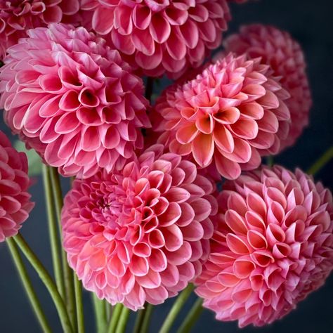 Peach Dahlia, Indoor Grow Lights, Short Vase, Growing Dahlias, Garden Scissors, Perfect Peach, Baby Ball, Overwintering, Indoor Flowers