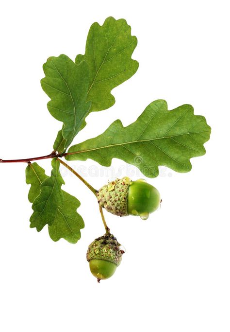 Oak branch with acorns. Oak branch with leaves and acorns isolated on white , #AFFILIATE, #acorns, #branch, #Oak, #white, #isolated #ad Oak Leaf Tattoos, White Oak Leaf, Oak Branch, Wildflower Drawing, Branch With Leaves, Branch Leaves, Acorn Leaf, Acorn And Oak, Bear Tattoo