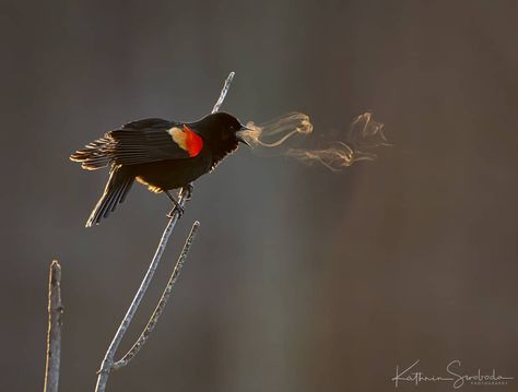 Bird Forms Vortex Rings With His Breath in Stunning Photo Blackbird Song, Red Wing Blackbird, Owl Photography, Spring Song, Perfectly Timed Photos, Photography Awards, Nature Photographs, Blackbird, Bird Photography