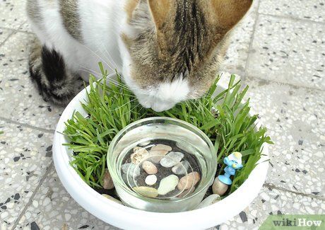 Water Bowl Planter, Indoor Cat Garden, Katt Grejer, Cat Water Bowl, Cat Eating, Bowl Planter, Cat Grass, Cat Enclosure, Cat Garden