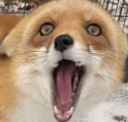 Silly Fox Pictures, Fox Reaction Pic, Deer Meme, Fox Meme, Silly Fox, Fox Pfp, Fox Memes, Happy Fox, Fox Boy