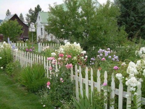 Phlox Garden, Pictures Of Plants, My Secret Garden, French Music, Hybrid Tea Rose, Rufus Sewell, Grandmas Garden, Tulips Garden, Hybrid Tea Roses