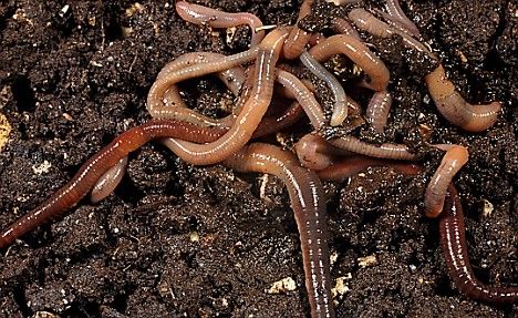 PHYLUM ANNELID earthworm (Lumbriculus terrestris) Annelid, Cnidaria, Wrong Turn, Earthworms, Day Care, Science News, Interactive Learning, Horticulture, Animal Kingdom