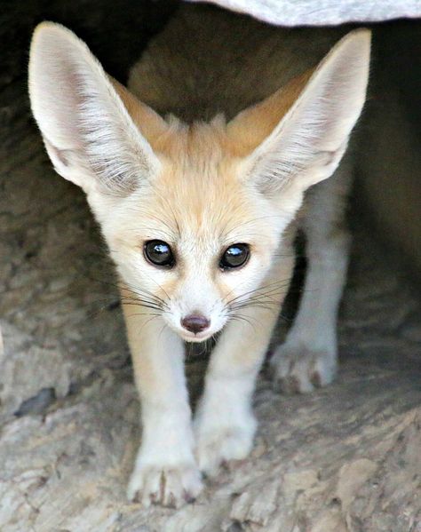 Fennec Fox Fennec Fox Pet, Cute Fennec, Tattoo Nature, Animals Tattoo, Fox Pictures, Fennec Fox, Rocket League, Pet Fox, Wild Dogs