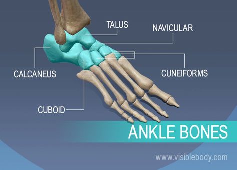 Ankle bones, talus, navicular, cuneiforms, calcaneus, and cuboid Appendicular Skeleton, Ankle Anatomy, Skeletal System Anatomy, Human Body Muscles, Axial Skeleton, Nursing Flashcards, Human Skeleton Anatomy, Shoulder Girdle, Pelvic Girdle