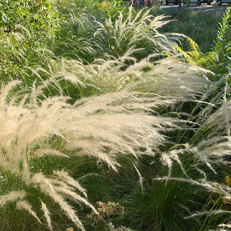 Three forms of prairie switchgrass (Panicum virgatum ‘Heavy Metal’, ‘Hot Rod’ and ‘Prairie Sky’), Indian Steel Indian grass (Sorghastrum nutans 'Indian Steel'), Windwalker® big bluestem (Andropogon gerardii 'PWIN01S') an Big Bluestem, Panicum Virgatum, Denver Botanic Gardens, Fountain Grass, Grasses Garden, Autumn Lights, Garden Show, Large Planters, Garden Spaces