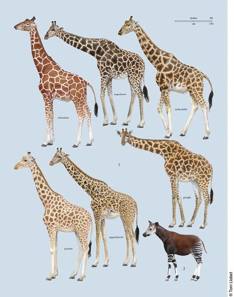 Giraffes.             ("Toni Llobet | Nature illustrated  » CA Handbook of the Mammals of the World.") Dna Analysis, Giraffe Pictures, Giraffe Painting, Afrikaanse Kunst, Giraffe Art, Animal Facts, African Animals, Zoology, Riveting