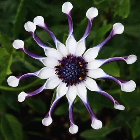 This is the Osteospermum, commonly known as the African Daisy. Native to the southern regions of Africa, these blooms have journeyed from rugged landscapes to enchant the gardens of the world. Each petal stands testament to resilience, evolving to spoon-like forms that catch every drop of dew, an adaptation in their arid origins. Cool Flowers, African Daisy, Goth Garden, Gardens Of The World, Easy Flower Painting, Plant Fungus, Gothic Garden, Unusual Flowers, Nature Garden