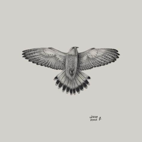 the Lesser Kestrel. Tattoo done on fake skin, 2024. Potential next tattoo on myself 🦅 / #sradhavadher #lesserkestrel #kestreltattoo #finelinetattoo #londonfinelinetattoo #shoreditchtattoo #tattooapprentice #birdofprey Kestrel Tattoo, Fake Skin, Body Decor, Tattoo Apprentice, Kestrel, Next Tattoo, Fine Line Tattoos, Birds Of Prey, Tattoo On