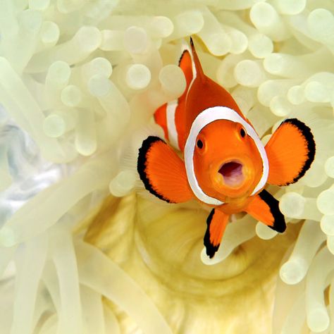 Nemo flashes a smile. Snapped in the Philippines, this clownfish living amid the stinging tentacles of a huge sea anemone was photographed by Steve De Neef. The fish pictured here is the dominant female, and shares the anemone with her family. Round Animals, Aqua Marina, Life Under The Sea, Salt Water Fish, Clownfish, Marine Fish, Cute Fish, Underwater Creatures, Airbrush Art