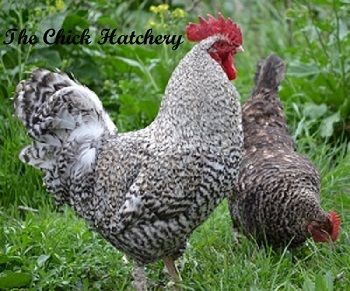 NEW RARE BREED - Straight Run Only! French Cuckoo Maran Chickens are heritage, dual purpose chickens. The Maran breed originates from a town called Marans, France. Its a very winter hardy breed with a docile temperament. They are more athletic and take to foraging and free ranging more often than other breeds. French Cuckoo Maran Chickens are very attractive birds. The cuckoo pattern is very much like a barred pattern like on a Barred Rock. However, the barring or the delineation betwe... Maran Chickens, Cuckoo Maran, Raising Turkeys, Best Egg Laying Chickens, Egg Laying Chickens, Dust Bath, Brown Eggs, Free Range Chickens, Chickens And Roosters