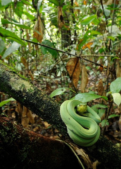 Bothriopsis bilineata from Iwokrama, Guyana by Andrew Snyder [A great in habitat shot] Calypso Music, Rainforest Habitat, British Guiana, Forest Management, British Colonial Architecture, Creepy Crawlers, Pit Viper, American Animals, Wonderful Nature