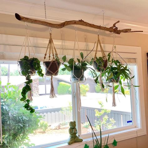 Hanging Plant Ladder Diy, Hanging Shelf In Front Of Window, Plant Window Hanging, Driftwood Plant Hanger Window, Plants Hanging In Front Of Window, Tree Limb Plant Hanger, Hanging Plant Window, Plant Hanging Shelf, Hanging Plants Office