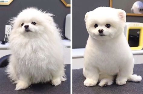 Teddy Bear Pomeranian, White Pomeranian Puppies, Pomeranian Haircut, White Pomeranian, Grumpy Face, Dog Haircuts, First Haircut, Pomeranian Puppy, Chewbacca