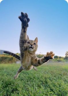 Cat About To Pounce, Cats Jumping, Cat Jumping, Jumping Cat, Animal Poses, Cat Poses, Cat Attack, Cat Anatomy, Cat References