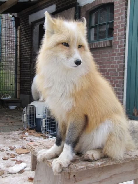 동화 삽화, Fox Dog, Pet Fox, Pretty Animals, Wild Dogs, Cute Fox, White Fox, Animal Photo, 귀여운 동물