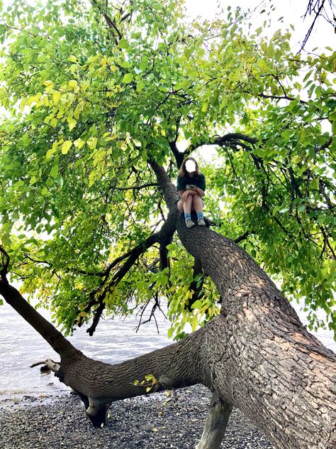 Climb A Tree, Climbing A Tree, Tree Climbing, Bear Climbing Tree, Girl Climbing Tree, Quick Jokes, Climbing, Fort, Mood Board