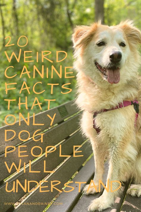 Fun facts about dogs! Even non-dog lovers (if there’s such a thing) should enjoy. Fun Facts About Dogs, German Shepherd Names, Facts About Dogs, Tallest Dog, Fun Fact Friday, Dogs Are The Best, What Dogs, Beatles Songs, Dog Facts