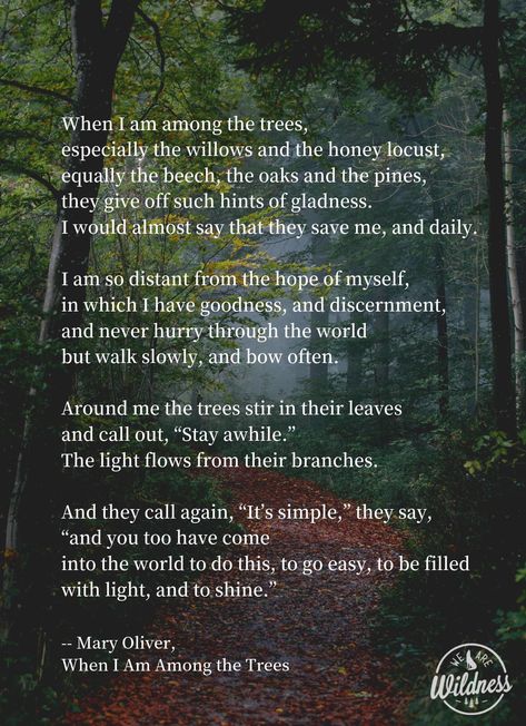 Nature Quotes Trees, Mary Oliver Poems, Tree Poem, Nature Poem, Mary Oliver, A Poem, Poem Quotes, Nature Quotes, Quotable Quotes