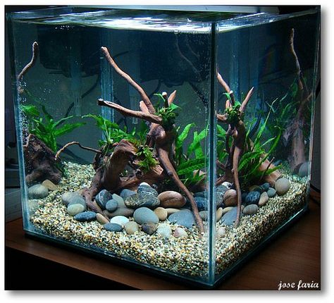 Easy Maintenance Plants, Salt Water Aquarium, Fish Tank Themes, Taman Air, Amazing Aquariums, Fish Tank Terrarium, Cool Fish Tanks, Fish Tank Design, Betta Aquarium