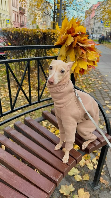 Italian Greyhound Aesthetic, Greyhound Aesthetic, Irish Greyhound, Mini Italian Greyhound, Italian Grey Hound, Cute Greyhound, Greyhound Dogs, Greyhound Puppies, Milan Trip