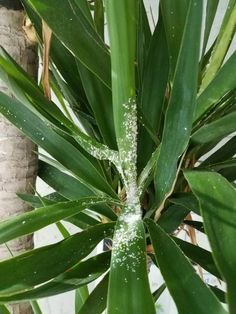 If you notice that your plant looks like it is covered with white fuzzy spots, your plant is under the attack of Mealybugs. Learn how to get rid of them. Bird Of Paradise Plant Indoor Decor, White Stuff On Plant Leaves, White Spots On Plant Leaves, White Bugs On Plants, Hammock Area, Beautiful Indoor Plants, Houseplants Decor, Planting Plants, Plant Bugs